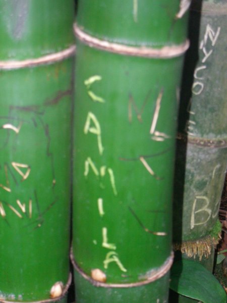 CIMG6518.JPG